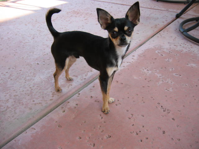 Black and tan chihuahua standing on a pink patio