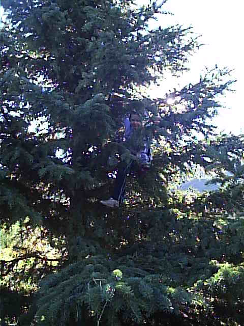 2000 Ford E350 - A person is perched high up in the branches of a dense evergreen tree.