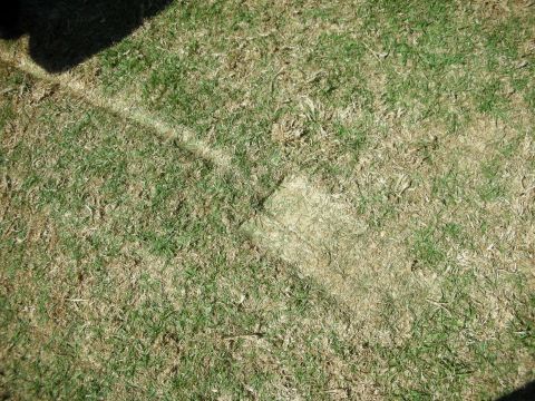 1998 Ford Crown Victoria - Close-up of dry patchy grass on a show field with a hard shadow line cutting diagonally across the frame.