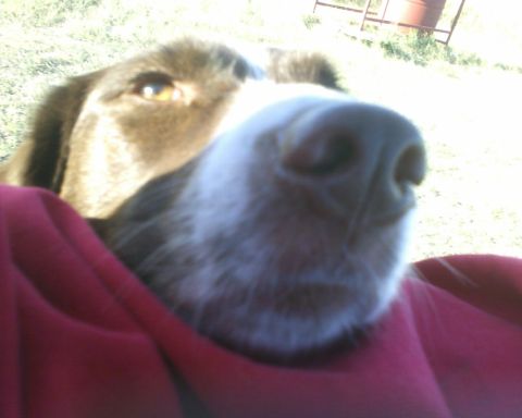 1989 Ford Bronco - Close-up of a dog's face with a red blanket obscuring part of the view.