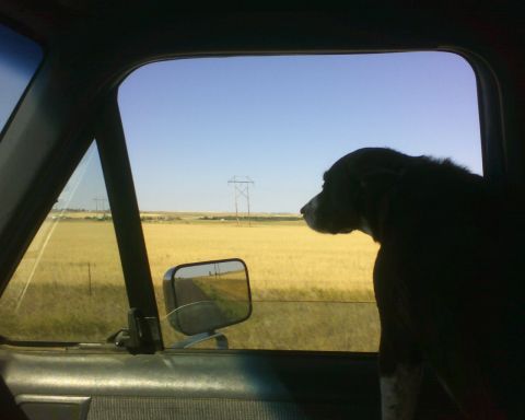 1989 Ford Bronco - A dog surveys the passing landscape from the interior of a vehicle.