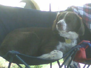 1989 Ford Bronco - A dog rests comfortably in a portable chair, possibly at a campsite.
