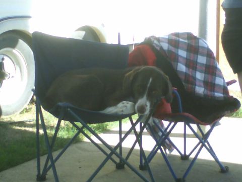 1989 Ford Bronco - A dog relaxes on a folding chair outdoors, with a partial view of a white vehicle in the background.