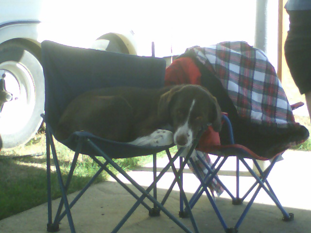 Brown and white dog resting on a blue folding chair with a plaid blanket
