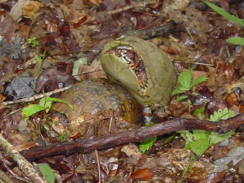 1998 Ford Mustang - Two turtles are amongst fallen leaves and twigs on the forest floor.