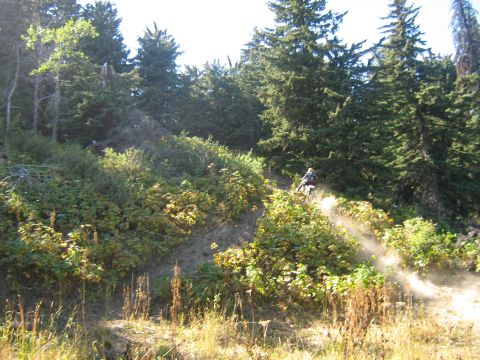 1995 Ford Bronco - A lone rider navigates a dusty trail through a dense forest on a sunny day.