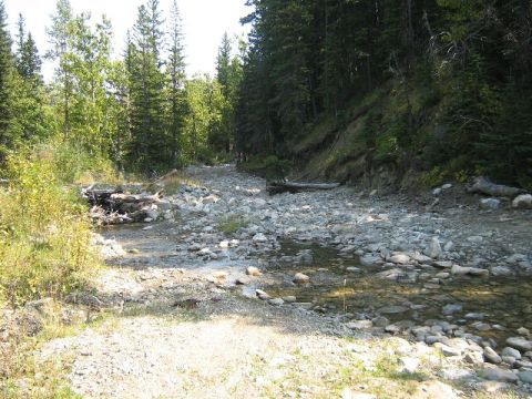 1995 Ford Bronco - A forest road with a rocky stream bed, trees line the path.