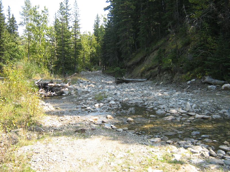 Forest road with a rocky stream bed and trees lining the path
