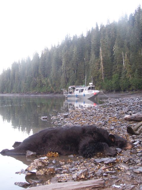1979 Chevrolet Blazer - A dead bear rests on the shore of a lake, with a boat and forest visible in the distance.