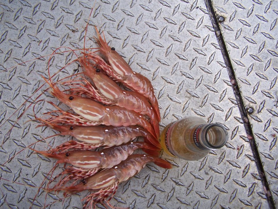 Freshly caught spot prawns arranged on a diamond-plate deck beside a beer bottle