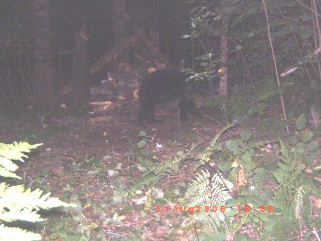 Bear in a wooded area with ferns and trees, timestamped 21 AUG 2006