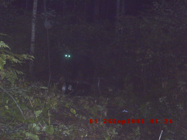 Vehicle with glowing eyes in dark forest at night, timestamp 01/26/2016 01:24