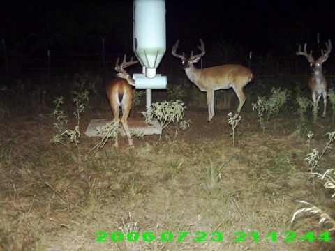 1986 Ford Bronco - Three deer are visible near a feeder in this nighttime scene, captured by a trail camera.