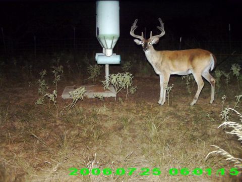 1986 Ford Bronco - A buck deer pauses near a feeder in this nighttime trail camera photo, captured on July 25, 2006.