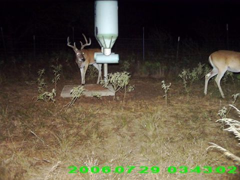 1986 Ford Bronco - Buck deer at a wildlife feeder, with another deer in the background. Date stamp visible.