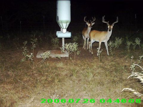 1986 Ford Bronco - Two deer are illuminated by a trail camera flash near a wildlife feeder.