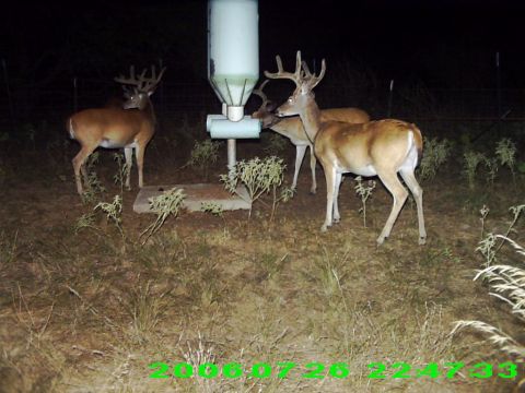 1986 Ford Bronco - Several deer are visible around a wildlife feeder in this nighttime scene.
