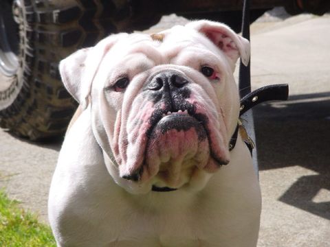 1979 Ford Bronco - English Bulldog poses in front of a vehicle's tire and frame.