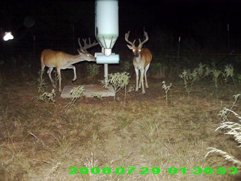 1986 Ford Bronco - Two deer are captured at night near a feeder, with the date and time stamped on the image.