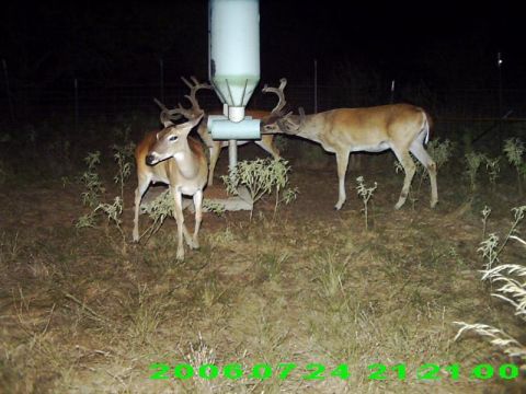 1986 Ford Bronco - Two deer are seen at a feeder in this nighttime trail cam photo, dated July 24, 2006.
