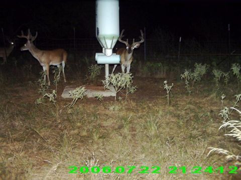 1986 Ford Bronco - Two deer are visible near a feeder at night, with a date stamp indicating the photo was taken on July 22, 2006.
