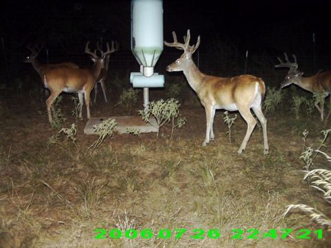 1986 Ford Bronco - Several deer are visible around a wildlife feeder in this nighttime photograph, which is timestamped July 26, 2006.
