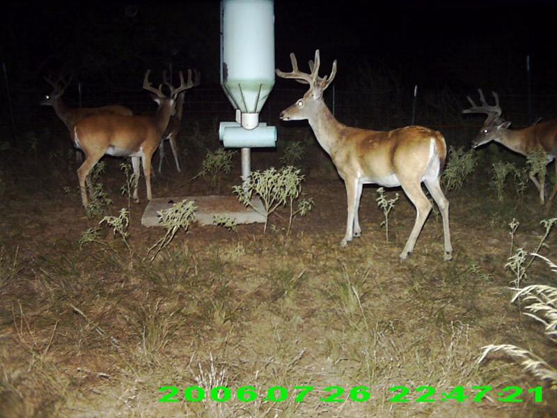 Deer gathered around a feeder at night, with a date stamp of 2006-07-26