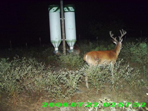 1986 Ford Bronco - A buck and another deer are near feeders in this nighttime trail cam photo, which includes a timestamp.