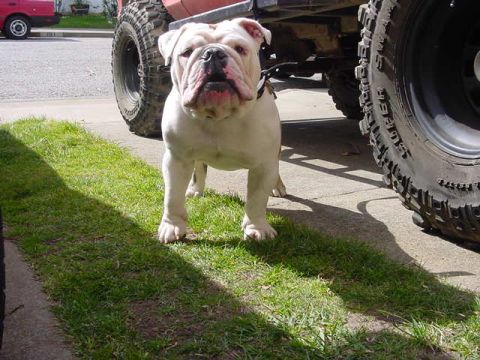 1979 Ford Bronco - An English Bulldog stands on grass next to the massive tire of a vehicle.