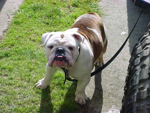 1979 Ford Bronco - A bulldog with its tongue out stands on a paved surface next to a tire and grass.