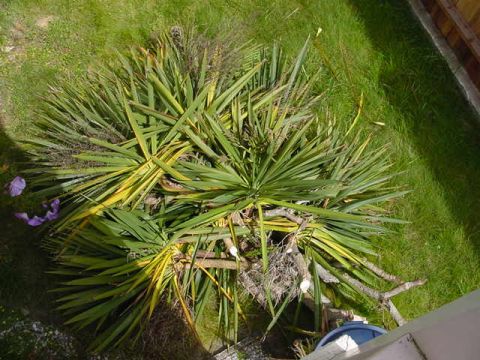 1979 Ford Bronco - A yucca plant is seen growing in a grassy area, with the Supermotors logo visible in the lower right corner.
