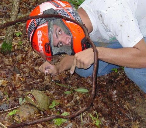 1998 Ford Mustang - Person in helmet points at turtles on the ground in a wooded area.