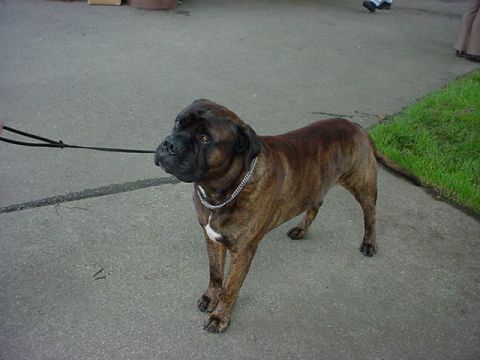 1979 Ford Bronco - A brindle mastiff wearing a chain collar is on a leash, standing on a paved surface.