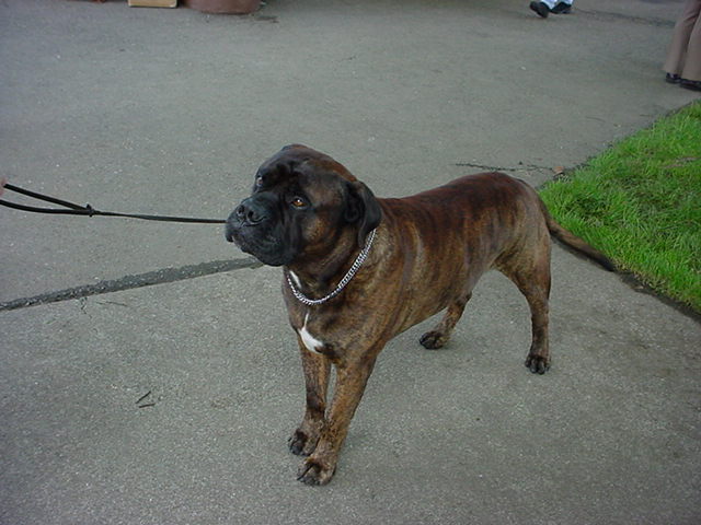 Brindle mastiff on a leash, standing on pavement with grass to the right