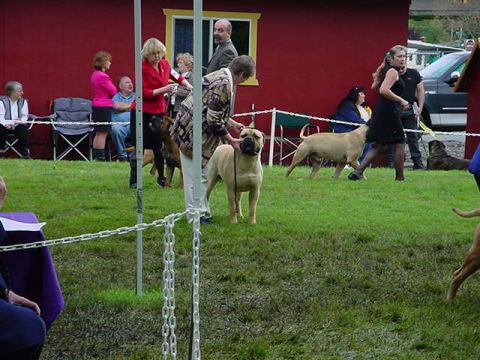 1979 Ford Bronco - Dogs and handlers are present at an outdoor event, with spectators in the background.