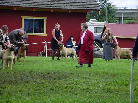 1979 Ford Bronco - Dogs are being shown by handlers in front of a red building with a white RV in the background.