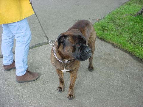 1979 Ford Bronco - A brindle boxer dog is on a leash next to a person's legs on a paved surface.