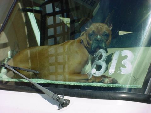 1979 Ford Bronco - A boxer dog rests inside a vehicle, with 'B13' scrawled on the window.