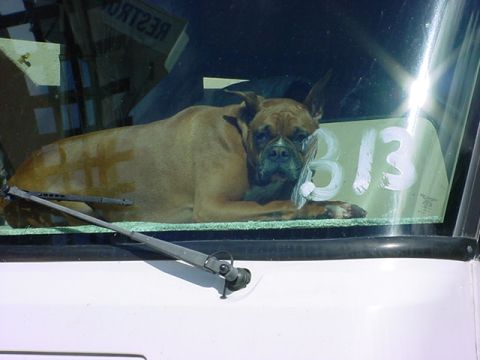 1979 Ford Bronco - Boxer dog rests on the dashboard of a vehicle, with '313' written on the windshield.