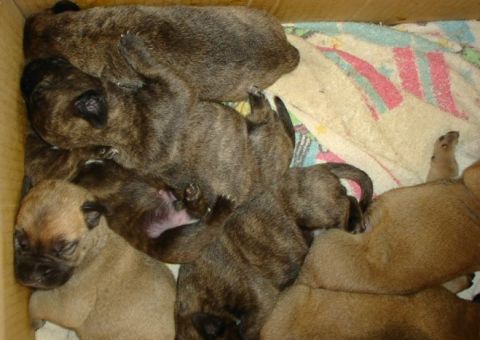 1979 Ford Bronco - A litter of puppies rests together in a box lined with a colorful blanket.