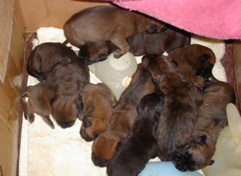 1979 Ford Bronco - Newborn puppies are piled together in a cardboard box, resting on a soft white blanket.