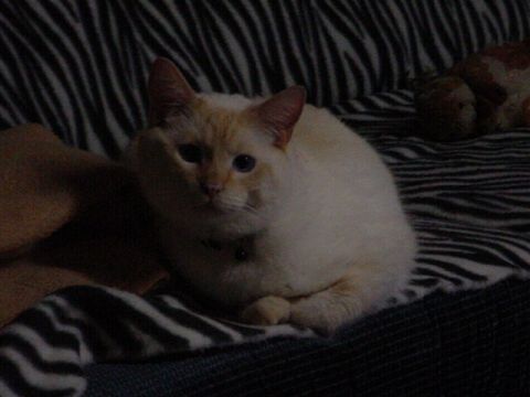 1979 Ford Bronco - A cat is resting on a striped blanket or couch.