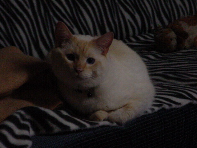 Cat resting on a striped surface