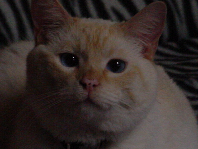 Close-up of a light-colored cat with blue eyes and a dark background. Watermark reads SUPERMOTORS