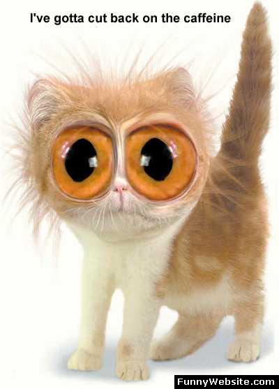 1999 Ford Crown Victoria - A wide-eyed kitten appears to have had too much caffeine, as suggested by the text overlay.