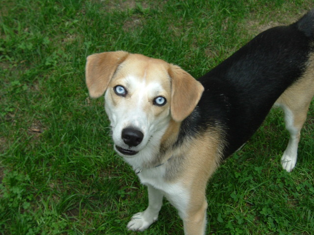 Dog with tan and black fur and striking blue eyes stands on grass