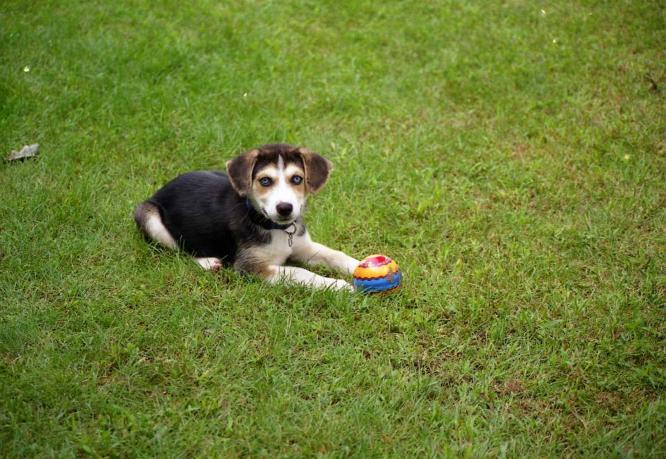 Puppy with brown, black, and white fur lies on grass next to a colorful ball