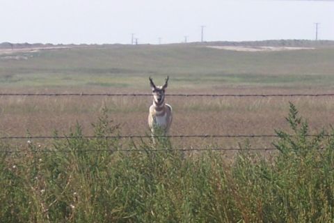 1972 Ford Ranchero - A pronghorn antelope pauses behind a barbed wire fence, looking towards the camera in a wide, open field.