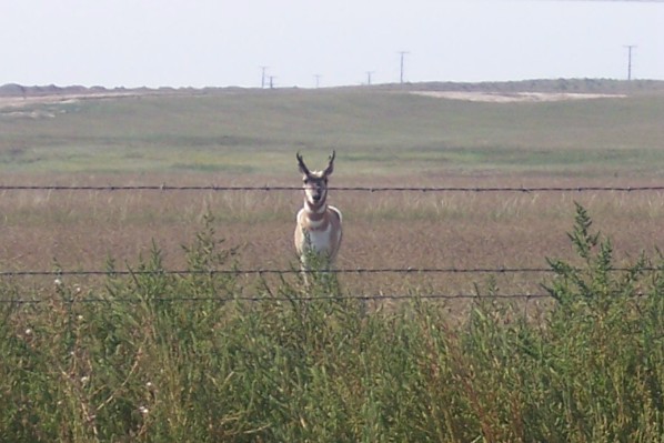 Pronghorn antelope stands behind barbed wire fence in a grassy field