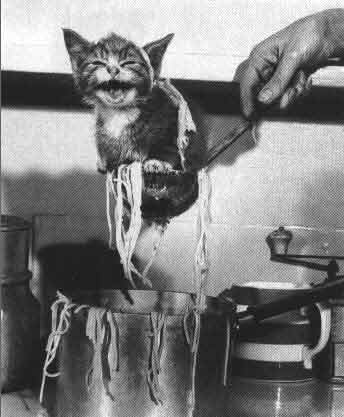 1999 Ford Crown Victoria - A kitten is suspended by spaghetti, with a hand visible holding the spaghetti above a pot.